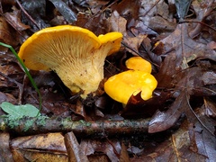 Cantharellus flavus