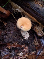 Hydnum subolympicum