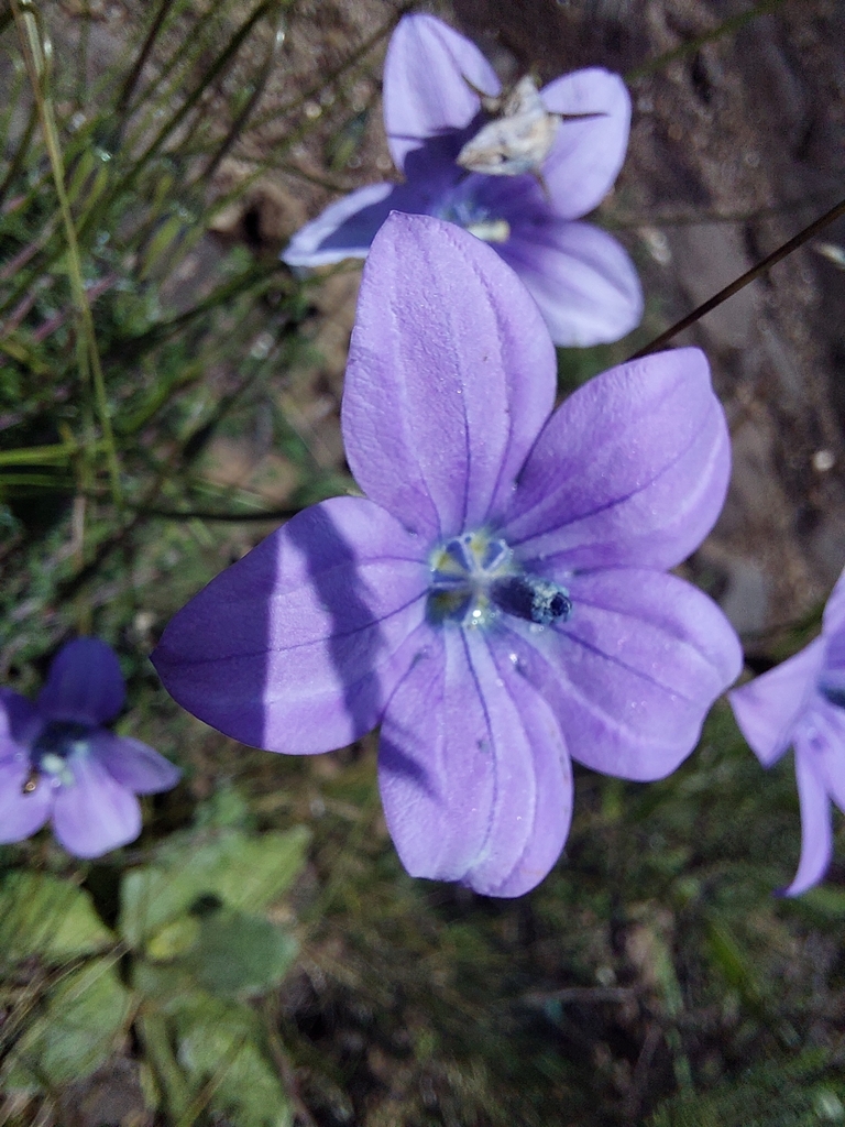 Wahlenbergia cuspidata