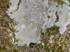 Lecanora saxigena
