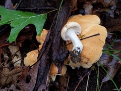 Hydnum subolympicum