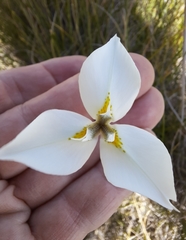 Moraea albicuspa
