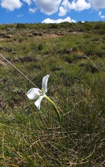 Moraea albicuspa
