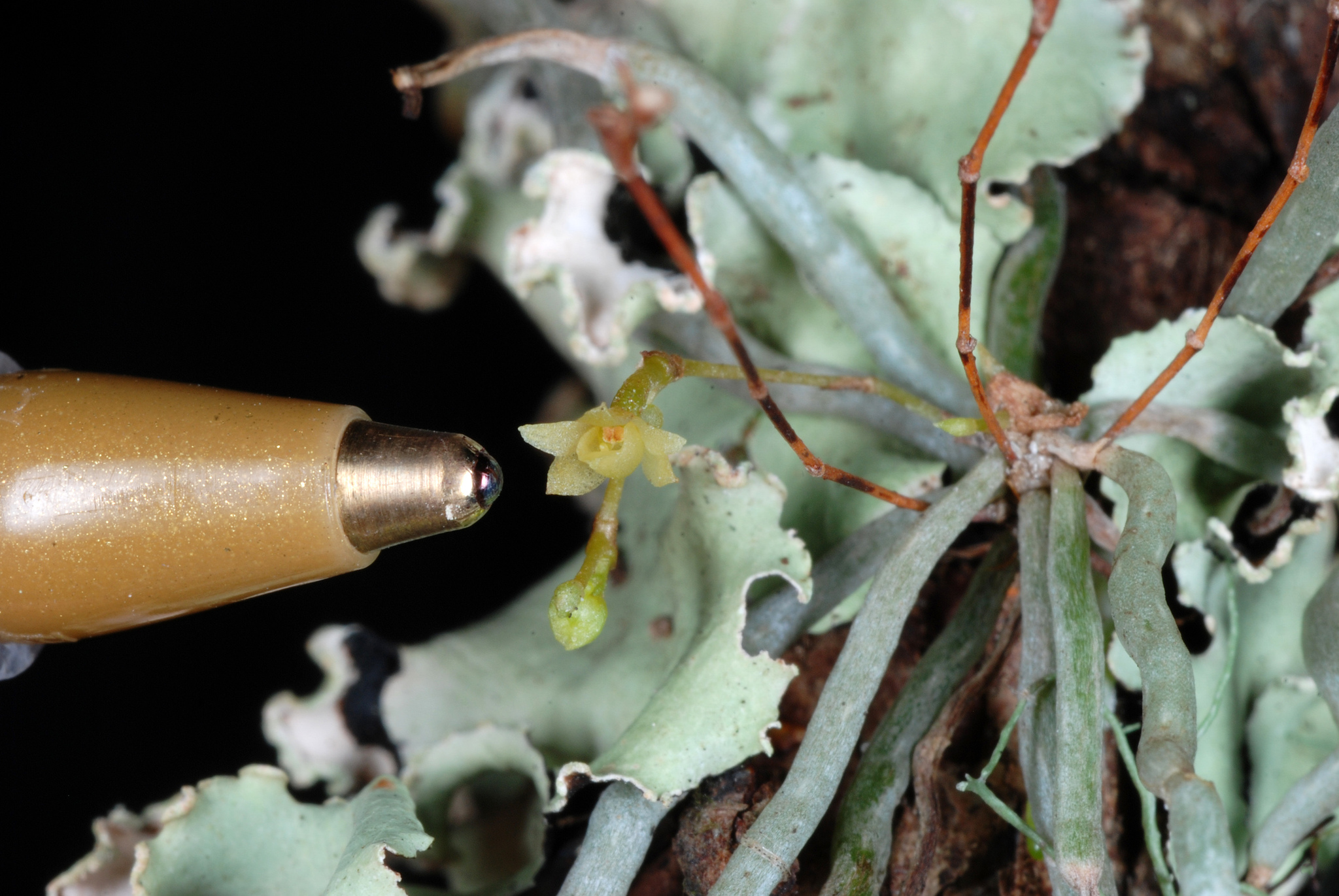 Dendrophylax porrectus