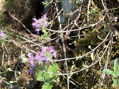 Thymus punctulosus