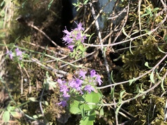 Thymus punctulosus