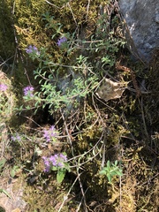 Thymus punctulosus