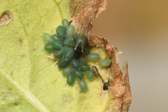 Aphis horii