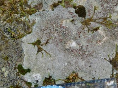 Lecanora cinereofusca