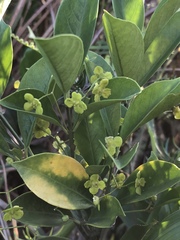 Euonymus nitidus