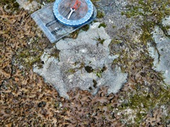 Lecanora cinereofusca