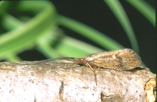 Asynarchus rossi