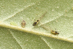 Capitophorus elaeagni