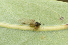 Chaitophorus saliniger