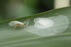 Conwentzia