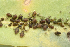 Chaitophorus saliniger