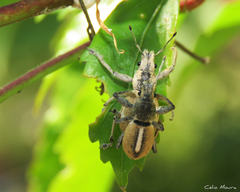 Naupactus glaucus