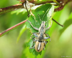 Naupactus glaucus
