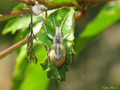 Naupactus glaucus