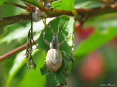 Naupactus glaucus