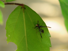 Polybia ruficeps xanthops