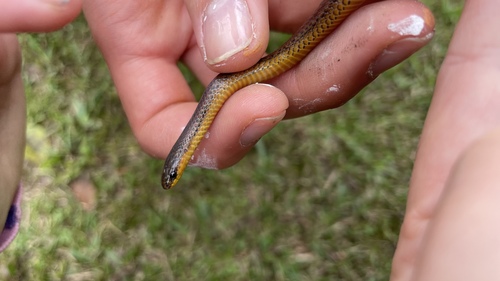 Werner's Ground Snake