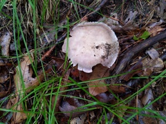 Cortinarius