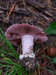 Cortinarius