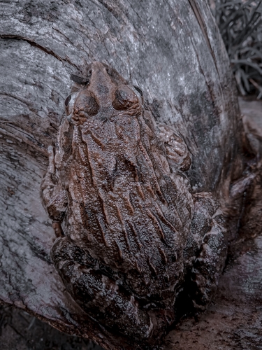 Fejervarya cancrivora