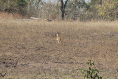 Tetracerus quadricornis