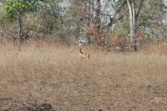 Tetracerus quadricornis