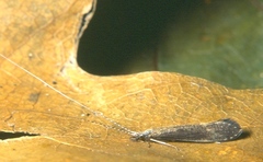 Leptocerus americanus