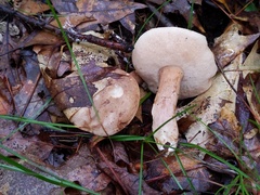 Tylopilus minor