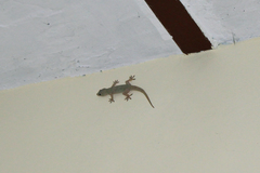 Hemidactylus flaviviridis