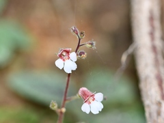 Gloxinia erinoides