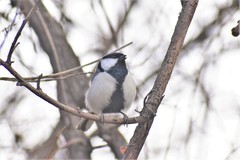 Parus major ferghanensis