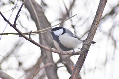 Parus major ferghanensis
