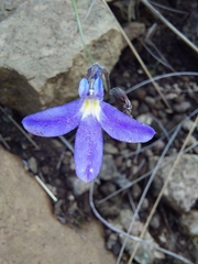 Lobelia preslii