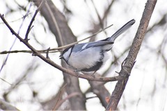 Parus major ferghanensis