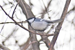 Parus major ferghanensis