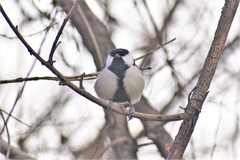 Parus major ferghanensis