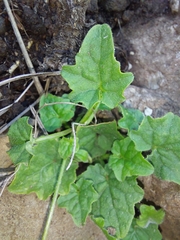 Lobelia preslii