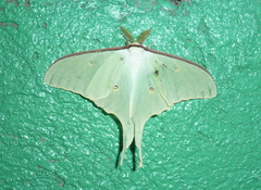 Actias artemis