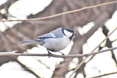 Parus major ferghanensis