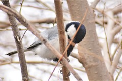 Parus major ferghanensis