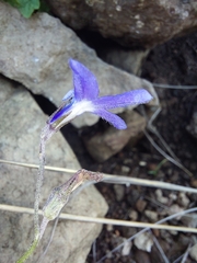 Lobelia preslii