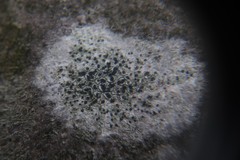 Lecidella elaeochroma