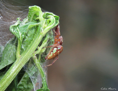 Lurio conspicuus