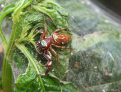 Lurio conspicuus