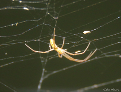 Tetragnatha